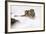 Siberian Tiger, Panthera Tigris Altaica, Subadult Lies in the Snow-Andreas Keil-Framed Photographic Print