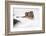 Siberian Tiger, Panthera Tigris Altaica, Subadult Lies in the Snow-Andreas Keil-Framed Photographic Print