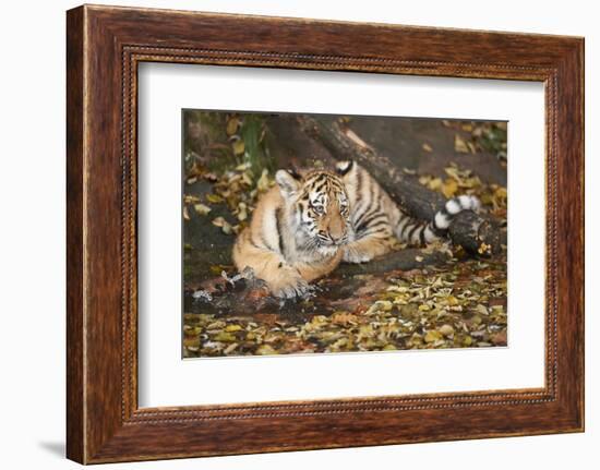 Siberian Tiger, Panthera Tigris Altaica, Young Animal, Side View, Lying, Looking at Camera-David & Micha Sheldon-Framed Photographic Print