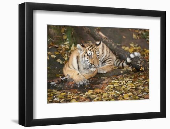 Siberian Tiger, Panthera Tigris Altaica, Young Animal, Side View, Lying, Looking at Camera-David & Micha Sheldon-Framed Photographic Print