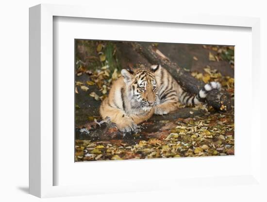 Siberian Tiger, Panthera Tigris Altaica, Young Animal, Side View, Lying, Looking at Camera-David & Micha Sheldon-Framed Photographic Print