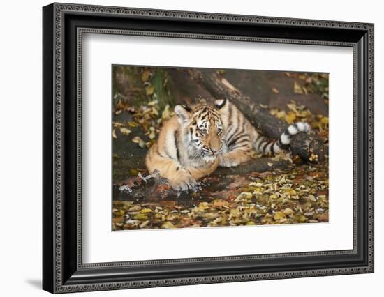 Siberian Tiger, Panthera Tigris Altaica, Young Animal, Side View, Lying, Looking at Camera-David & Micha Sheldon-Framed Photographic Print