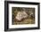 Siberian Tiger, Panthera Tigris Altaica, Young Animal, Side View, Lying, Looking at Camera-David & Micha Sheldon-Framed Photographic Print