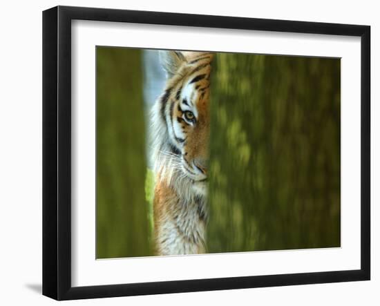 Siberian Tiger Partially Viewed Through Tree Trunks-Edwin Giesbers-Framed Photographic Print