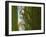 Siberian Tiger Partially Viewed Through Tree Trunks-Edwin Giesbers-Framed Photographic Print