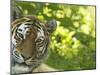 Siberian Tiger Portrait-Edwin Giesbers-Mounted Photographic Print