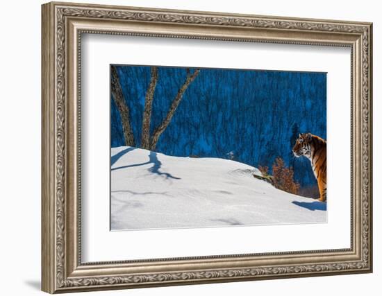 Siberian tiger standing on snowy slope, Russia-Sergey Gorshkov-Framed Photographic Print