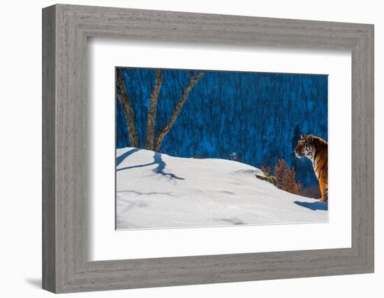 Siberian tiger standing on snowy slope, Russia-Sergey Gorshkov-Framed Photographic Print