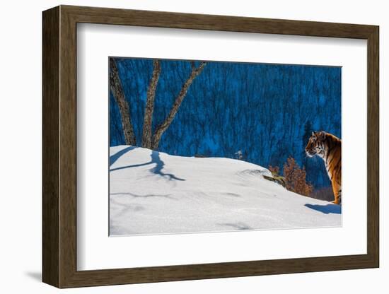 Siberian tiger standing on snowy slope, Russia-Sergey Gorshkov-Framed Photographic Print