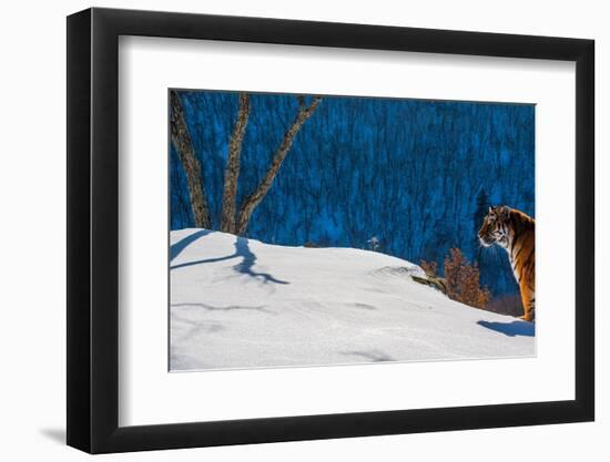 Siberian tiger standing on snowy slope, Russia-Sergey Gorshkov-Framed Photographic Print