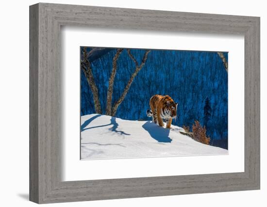 Siberian tiger walking on snowy slope, Russia-Sergey Gorshkov-Framed Photographic Print