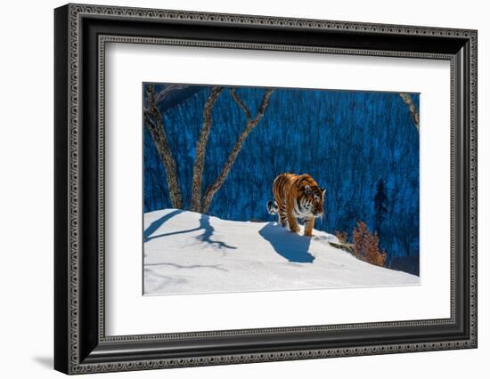 Siberian tiger walking on snowy slope, Russia-Sergey Gorshkov-Framed Photographic Print