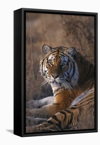 Siberian Tiger-DLILLC-Framed Premier Image Canvas