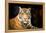 Siberian Tiger-fotoslaz-Framed Premier Image Canvas