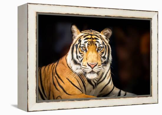 Siberian Tiger-fotoslaz-Framed Premier Image Canvas