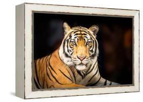 Siberian Tiger-fotoslaz-Framed Premier Image Canvas