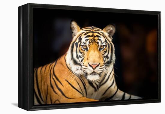 Siberian Tiger-fotoslaz-Framed Premier Image Canvas