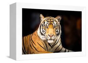 Siberian Tiger-fotoslaz-Framed Premier Image Canvas