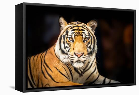 Siberian Tiger-fotoslaz-Framed Premier Image Canvas