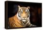 Siberian Tiger-fotoslaz-Framed Premier Image Canvas