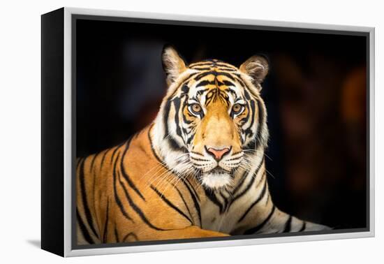 Siberian Tiger-fotoslaz-Framed Premier Image Canvas