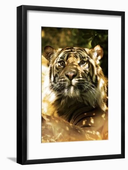 Siberian Tiger-Victor Habbick-Framed Photographic Print