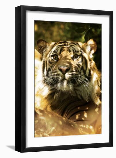 Siberian Tiger-Victor Habbick-Framed Photographic Print