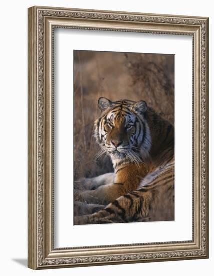 Siberian Tiger-DLILLC-Framed Photographic Print