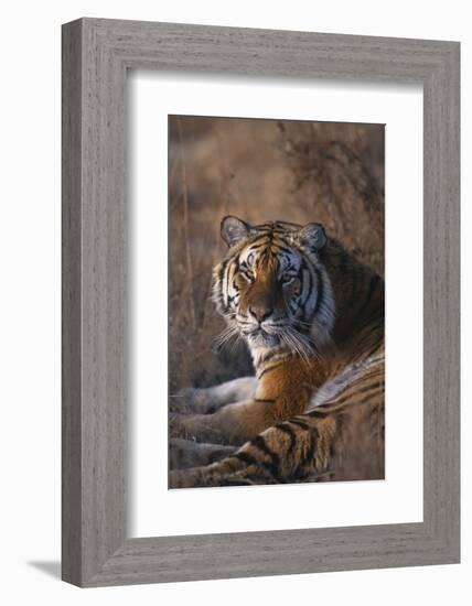 Siberian Tiger-DLILLC-Framed Photographic Print