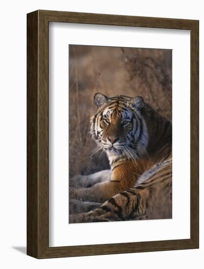 Siberian Tiger-DLILLC-Framed Photographic Print