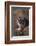 Siberian Tiger-DLILLC-Framed Photographic Print