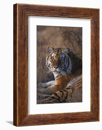 Siberian Tiger-DLILLC-Framed Photographic Print