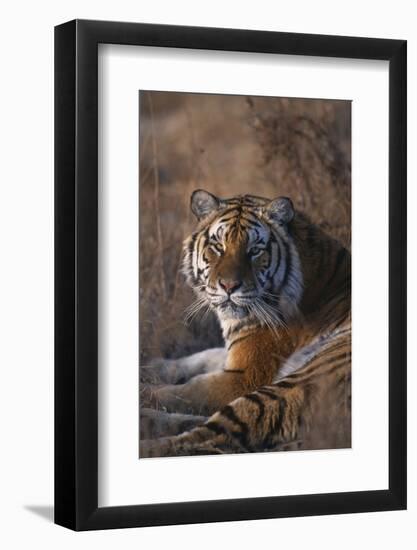 Siberian Tiger-DLILLC-Framed Photographic Print