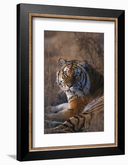 Siberian Tiger-DLILLC-Framed Photographic Print