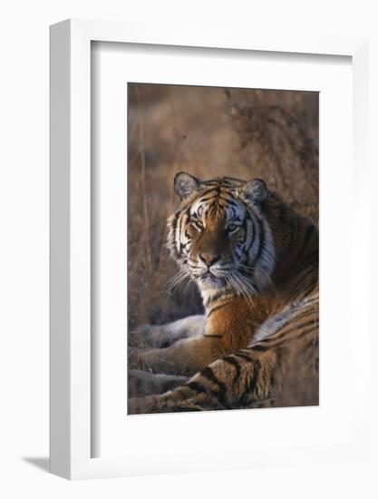 Siberian Tiger-DLILLC-Framed Photographic Print