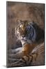 Siberian Tiger-DLILLC-Mounted Photographic Print