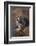 Siberian Tiger-DLILLC-Framed Photographic Print