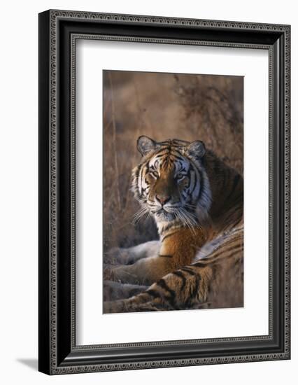 Siberian Tiger-DLILLC-Framed Photographic Print