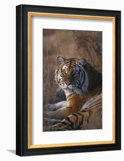 Siberian Tiger-DLILLC-Framed Photographic Print