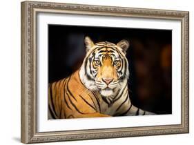 Siberian Tiger-fotoslaz-Framed Photographic Print