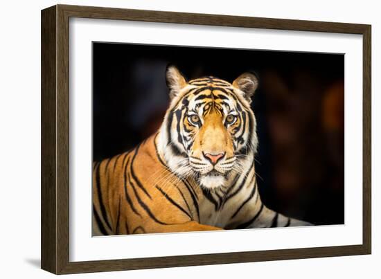 Siberian Tiger-fotoslaz-Framed Photographic Print