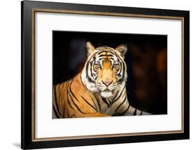 Siberian Tiger-fotoslaz-Framed Photographic Print
