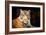 Siberian Tiger-fotoslaz-Framed Photographic Print