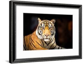 Siberian Tiger-fotoslaz-Framed Photographic Print