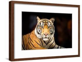 Siberian Tiger-fotoslaz-Framed Photographic Print