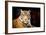 Siberian Tiger-fotoslaz-Framed Photographic Print