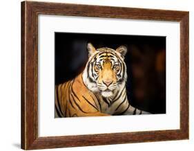 Siberian Tiger-fotoslaz-Framed Photographic Print