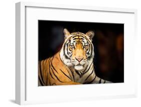 Siberian Tiger-fotoslaz-Framed Photographic Print