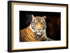 Siberian Tiger-fotoslaz-Framed Photographic Print