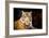 Siberian Tiger-fotoslaz-Framed Photographic Print